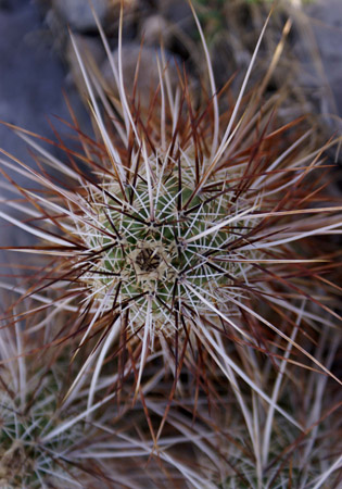desert cactus 1