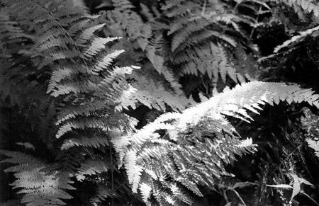 ferns