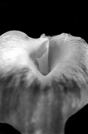 green lily 1