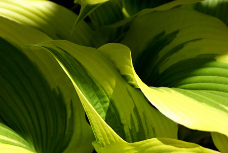 hosta