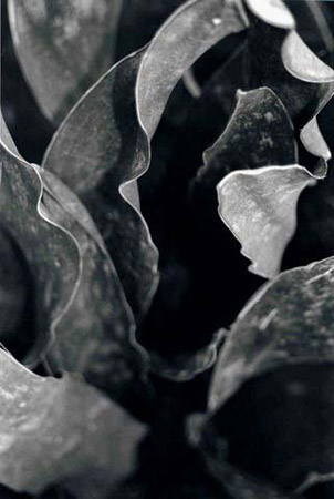 leaves