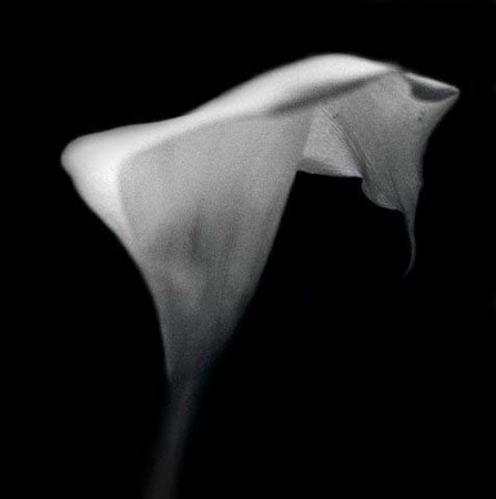 lily 1
