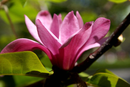 magnolia 2
