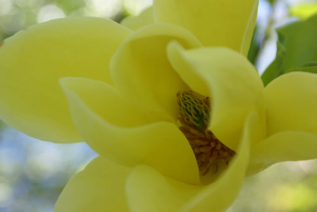 magnolia