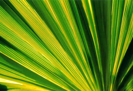 palm