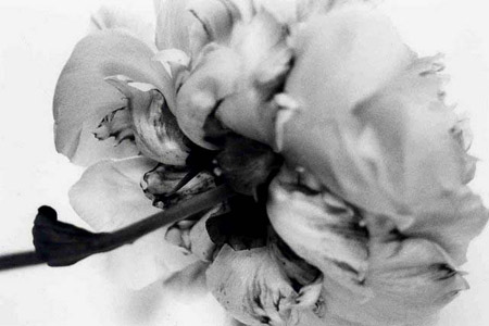 peony 2