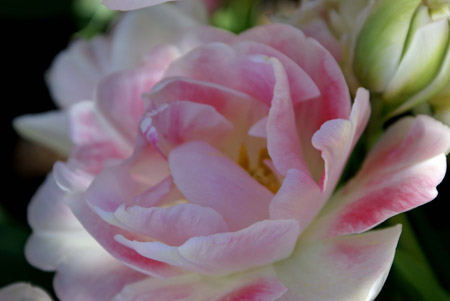 tulip