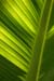 banana leaf 1