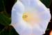blossom 2