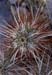 desert cactus 1