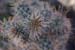 desert cactus 3