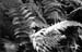 ferns