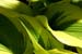 hosta