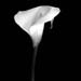 lily 2