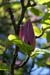 magnolia blossom