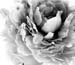 peony 1
