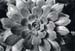 succulent 1