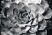 succulent 3