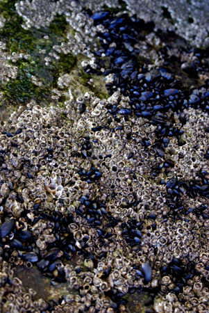 rock long beach 3