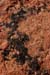 red rock with mold 1