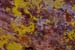 red rock with mold 5