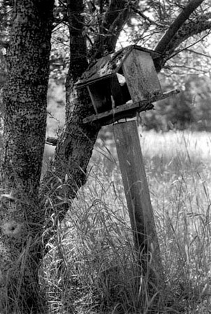 bird feeder