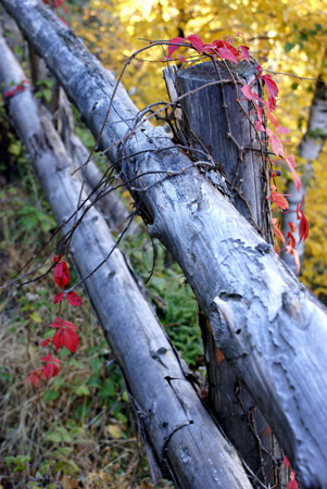 fence 1