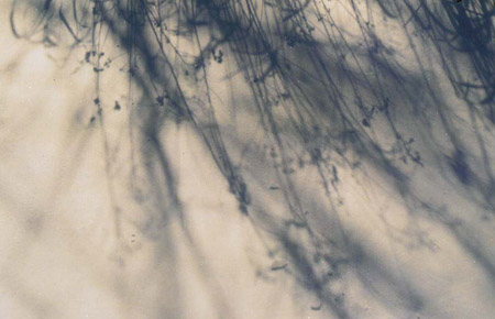 winter shadows 3