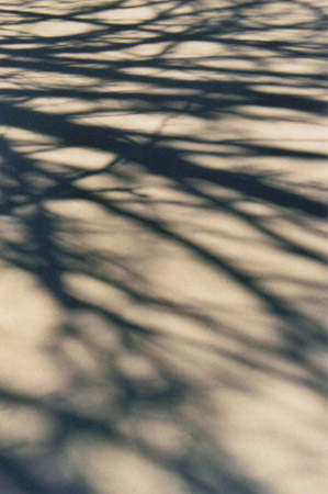 winter shadows 7