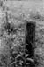 fence post
