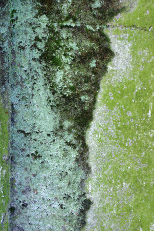 mold