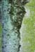 mold